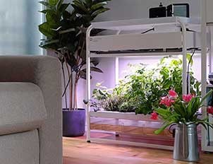 Cosa si intende per vertical farming?