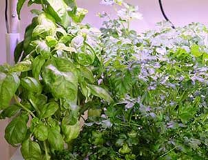 What are the advantages of vertical farming?